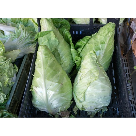 Caraflex Pointed Cabbage Cole Slaw Sauerkraut Premium Seed Packet