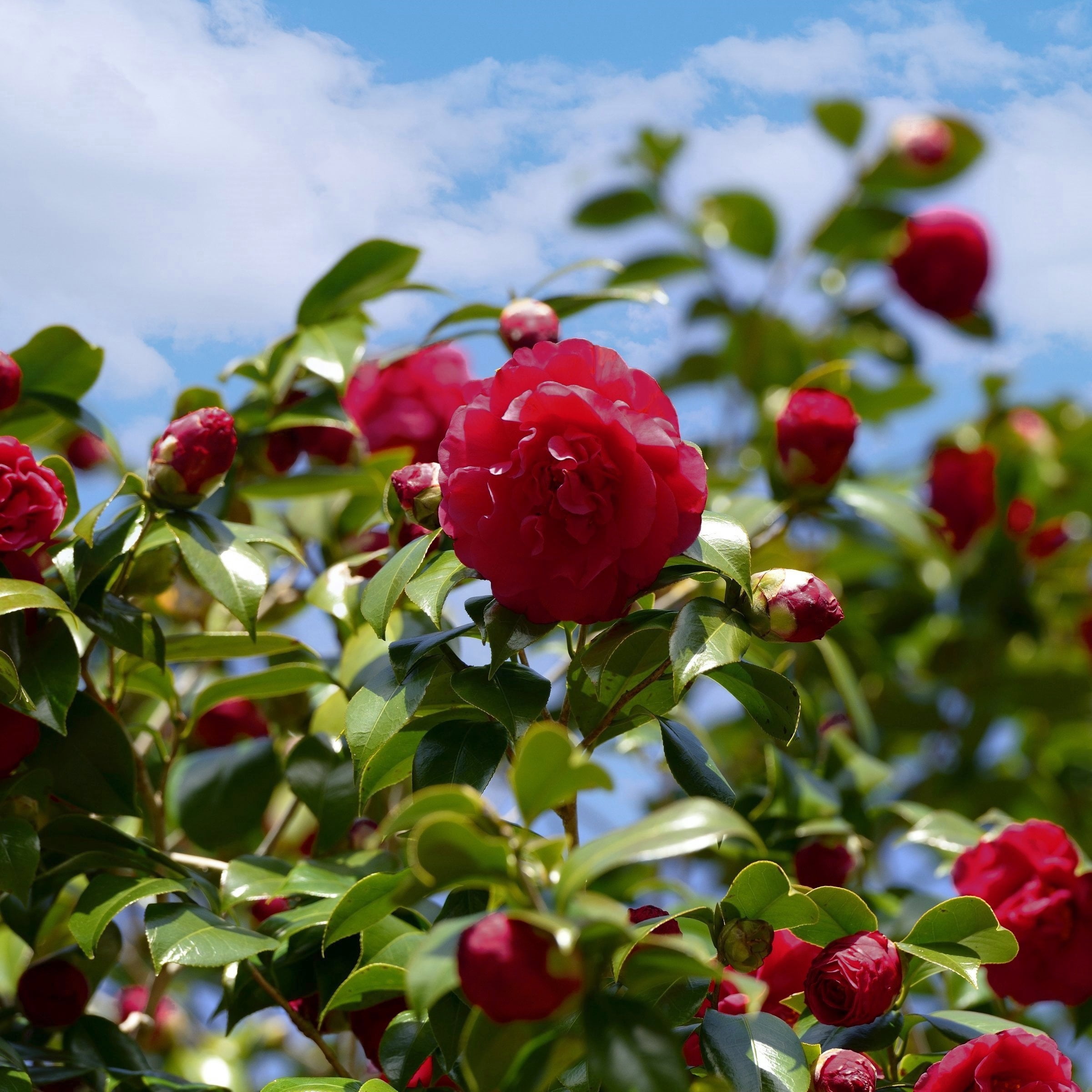 National Plant Network 3 gal. Camellia Black Magic Live Shrub