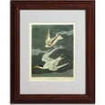 thumbnail image 2 of Trademark Fine Art "Lesser Tern, Little Tern" Canvas Art by John James Audubon, Wood Frame, 2 of 3