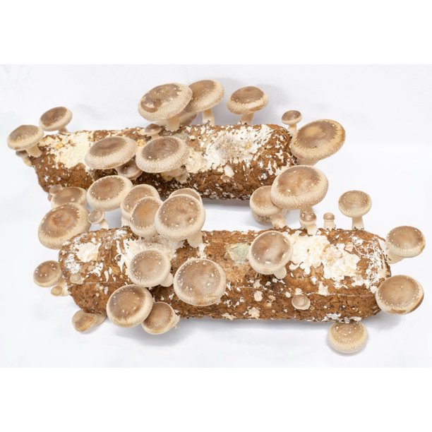 Growyourown Organic Shiitake Mushroom Log Kit