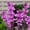 C, variant on Elegant Perennial - Fragrant Tuberose Bulbs - Easy-Care/Low Maintenance - Ideal for Yard Garden, Plant Hangers