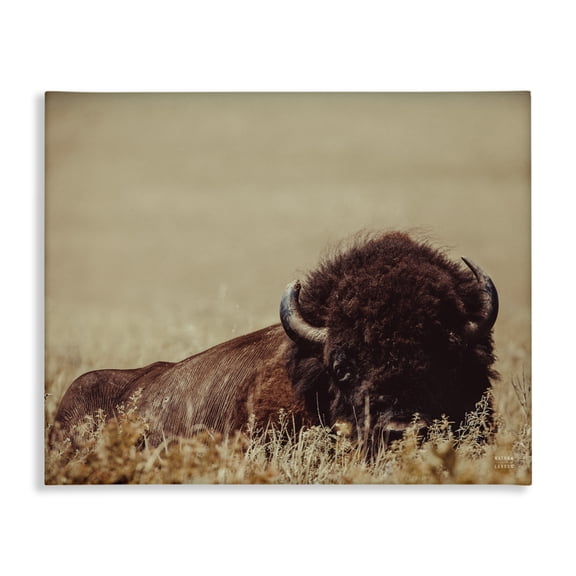 Stupell Industries Rustic Lodge Resting Bison Photography Canvas Art, 20 x 16, by Nathan Larson