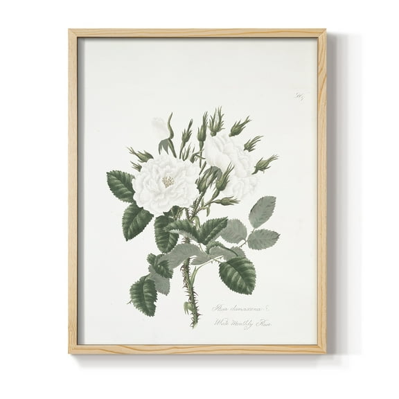 Vintage Floral Print CCXX - 10in. x 8in. Vintage Framed Print in Natural Wood Frame