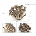 thumbnail image 1 of Simulation Montessori Around The World Building ,Mountain Plant Vegetable Fungi Mushroom Matsutake Model Figures Collection Toys, 1 of 5