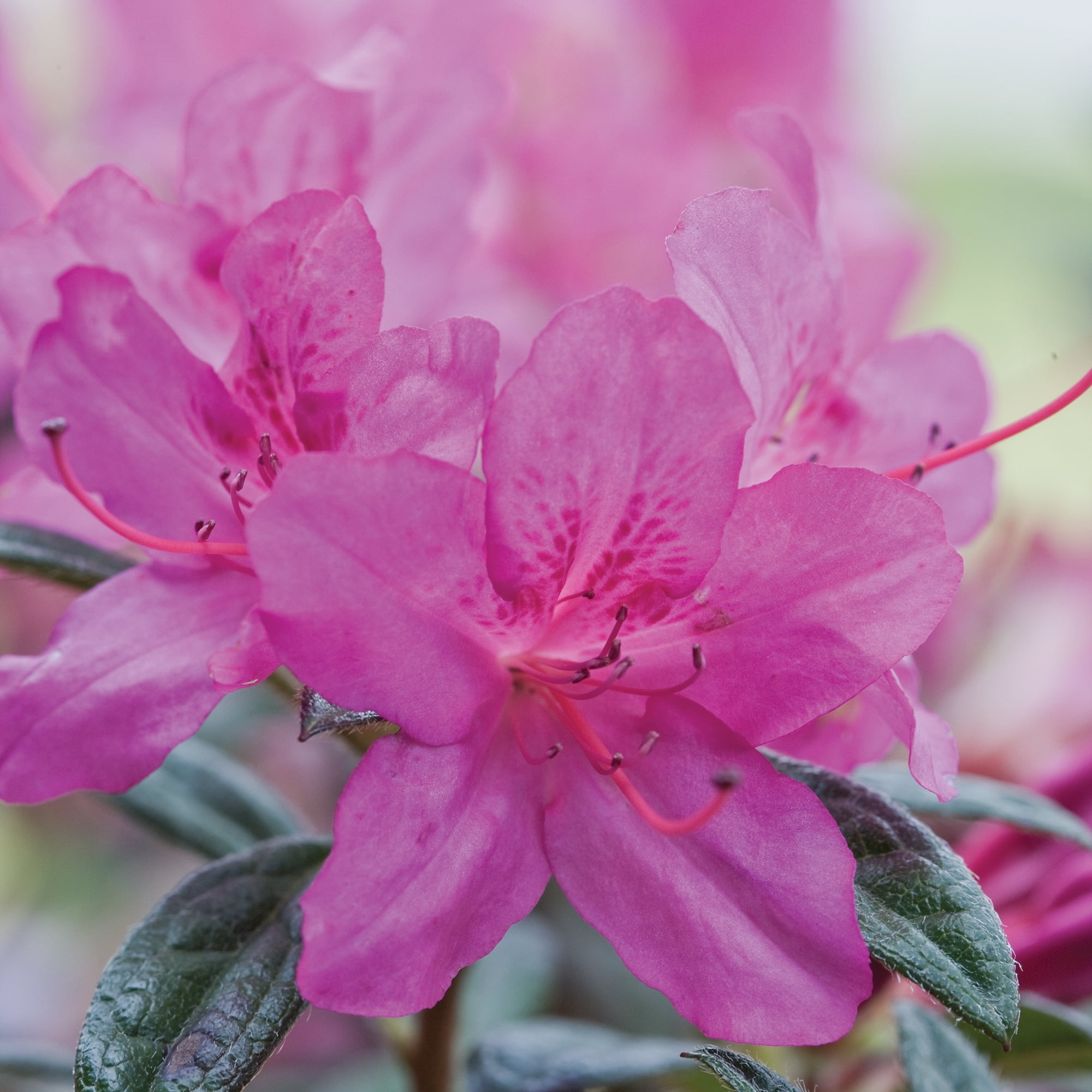 Encore Azalea Autumn Amethyst Shrub (5 Gallon)