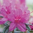 thumbnail image 4 of Encore Azalea Autumn Amethyst Live Shrubs, 4 of 9