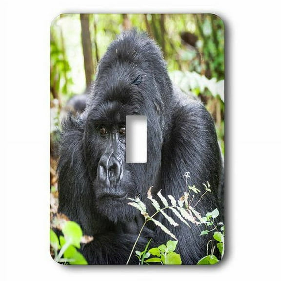 3dRose, Africa, Rwanda, Volcanoes NP. Portrait of a silverback gorilla., single toggle switch