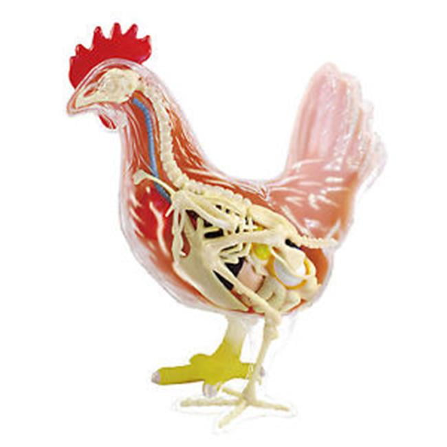 Rooster Farm Animal Part I 4D 3D Puzzle Realistic Model Kit Toy 