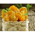 thumbnail image 3 of GSDWIUEW Chantarelle Mushroom Spawn Mycelium Spores for Planting, 3 of 8