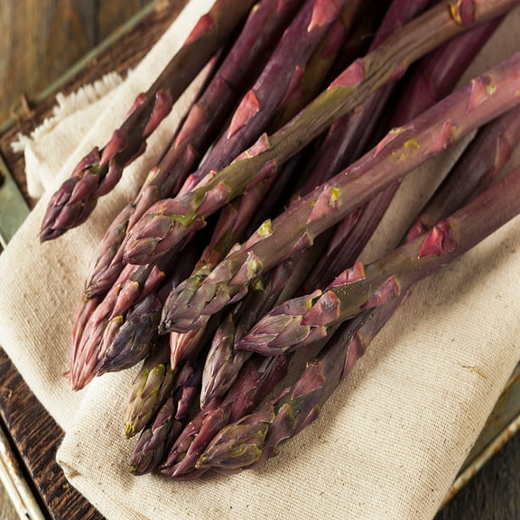 Hand Picked Nursery Purple Asparagus Live Plant in 4" Grower Pots (10 Count)
