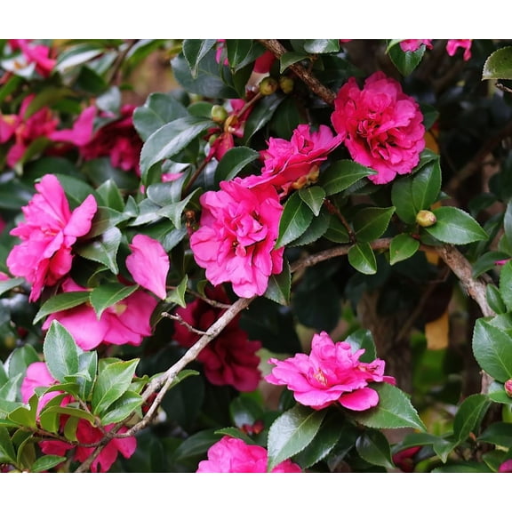 Alabama Beauty™ Camellia Sasanqua - Live Plant - ( 2.5 Quart ) - Fall Blooms