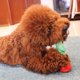thumbnail image 2 of Juguetes para perros, juguetes para masticar Heilwiy, juguetes para perros grandes y medianos, regalo indestructible Heilwiy Squeak, 2 of 5