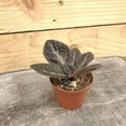 thumbnail image 2 of Episcia Raspberry Patch, 2" Plant, The Plant Farm, 2 of 2