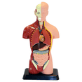 thumbnail image 1 of Human Torso - Anatomically Accurate Model Kit, 1 of 6