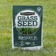 kentucky-31-tall-fescue-20-lb-grass-seed-walmart