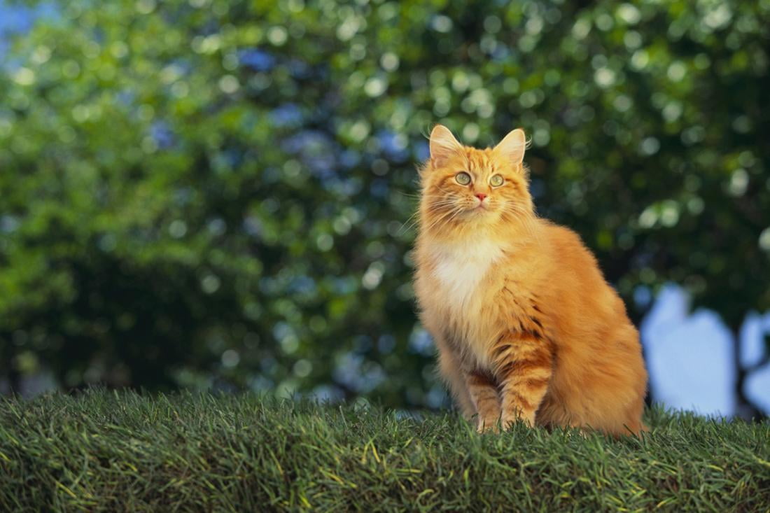 pure orange cat