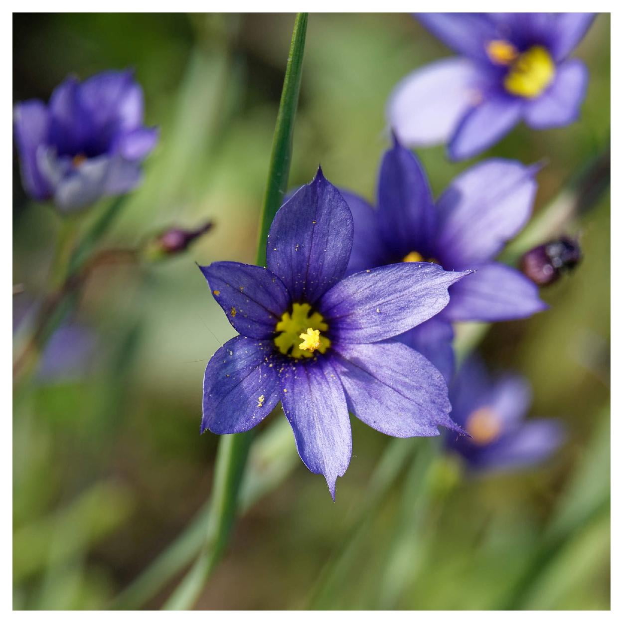 Everwilde Farms 1 oz Stout Blue Eyed Grass Native Wildflower Seeds