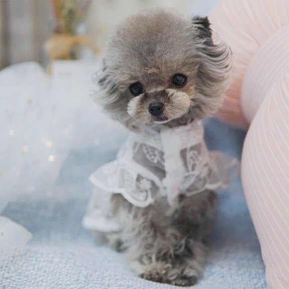 SPRING PARK Pet Lace Hat Breathable Good-Looking Puppy Lace Hat for Dog Supplies