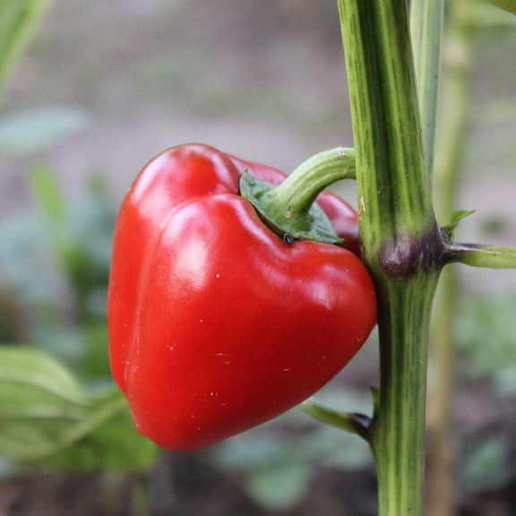 Pimento L - Sweet Pepper Garden Seeds - 250 g Packet ~30 Seeds - Non-GMO, Heirloom - Heart-Shaped Red Bell Peppers- Vegetable Gardening Seed by Mountain Valley Seed