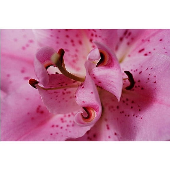 Trademark Art "Lily Abstract" by Kurt Shaffer