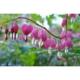 thumbnail image 2 of TASC Flower Bulbs- Dicentra Spectabilis Bleeding Heart, 2 of 2