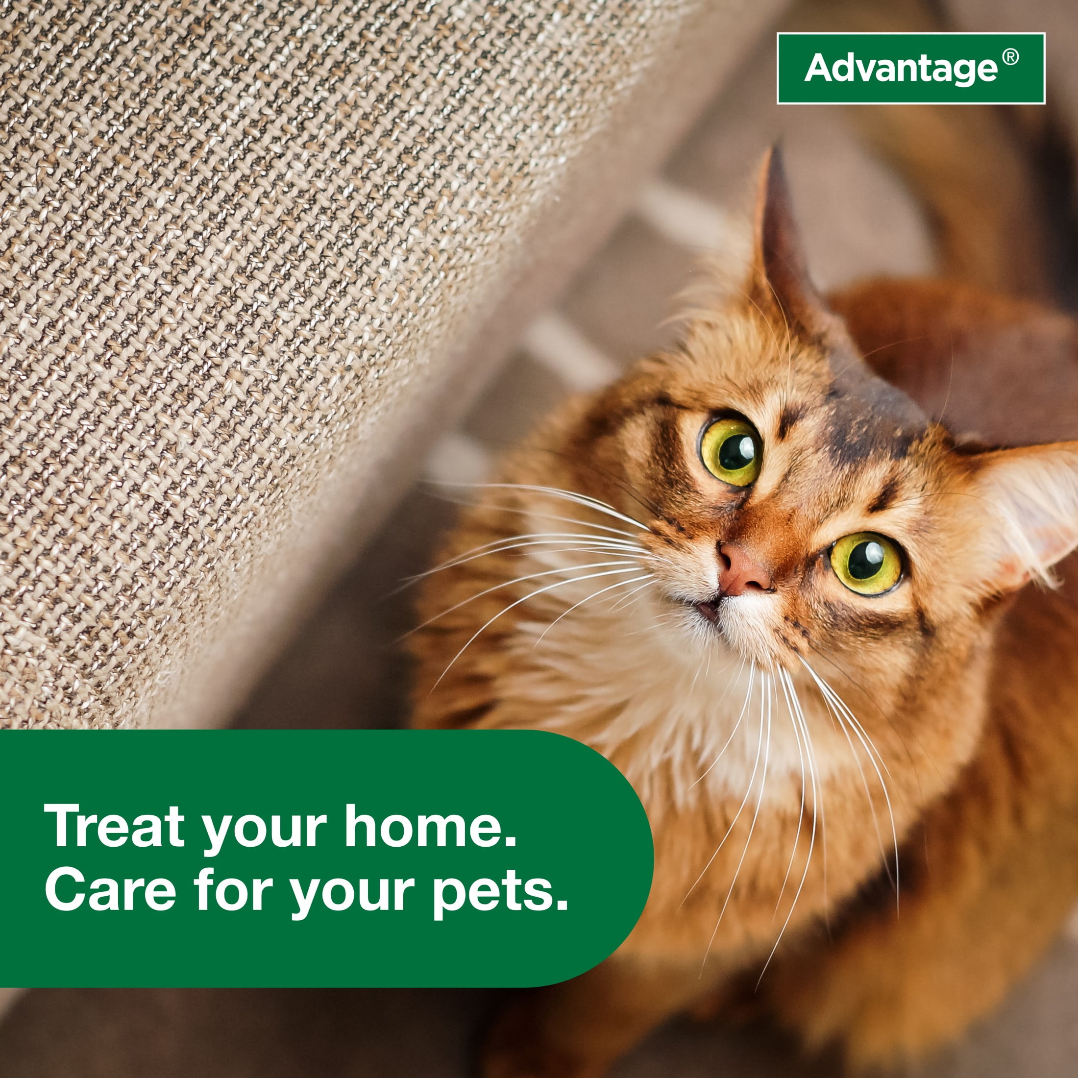 Advantage Carpet & Upholstery Spot Spray, Kills Fleas & Ticks & Bedbugs, 16 oz.