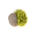 thumbnail image 2 of Planta de césped artificial realista en maceta, suculentas realistas para escritorio, alféizar de ventana y decoración de baño, acento de bonsái, regalo perfecto para bodas, cumpleaños y, 2 of 5