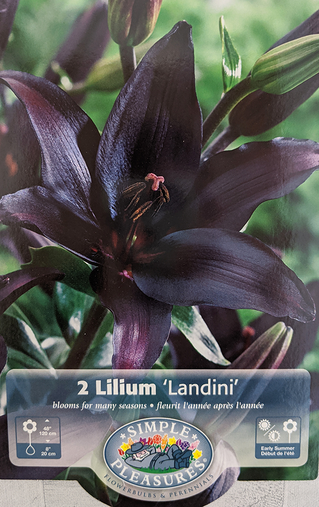 Landini Asiatic Lily 2 Bulbs Almost Black! 14/16cm