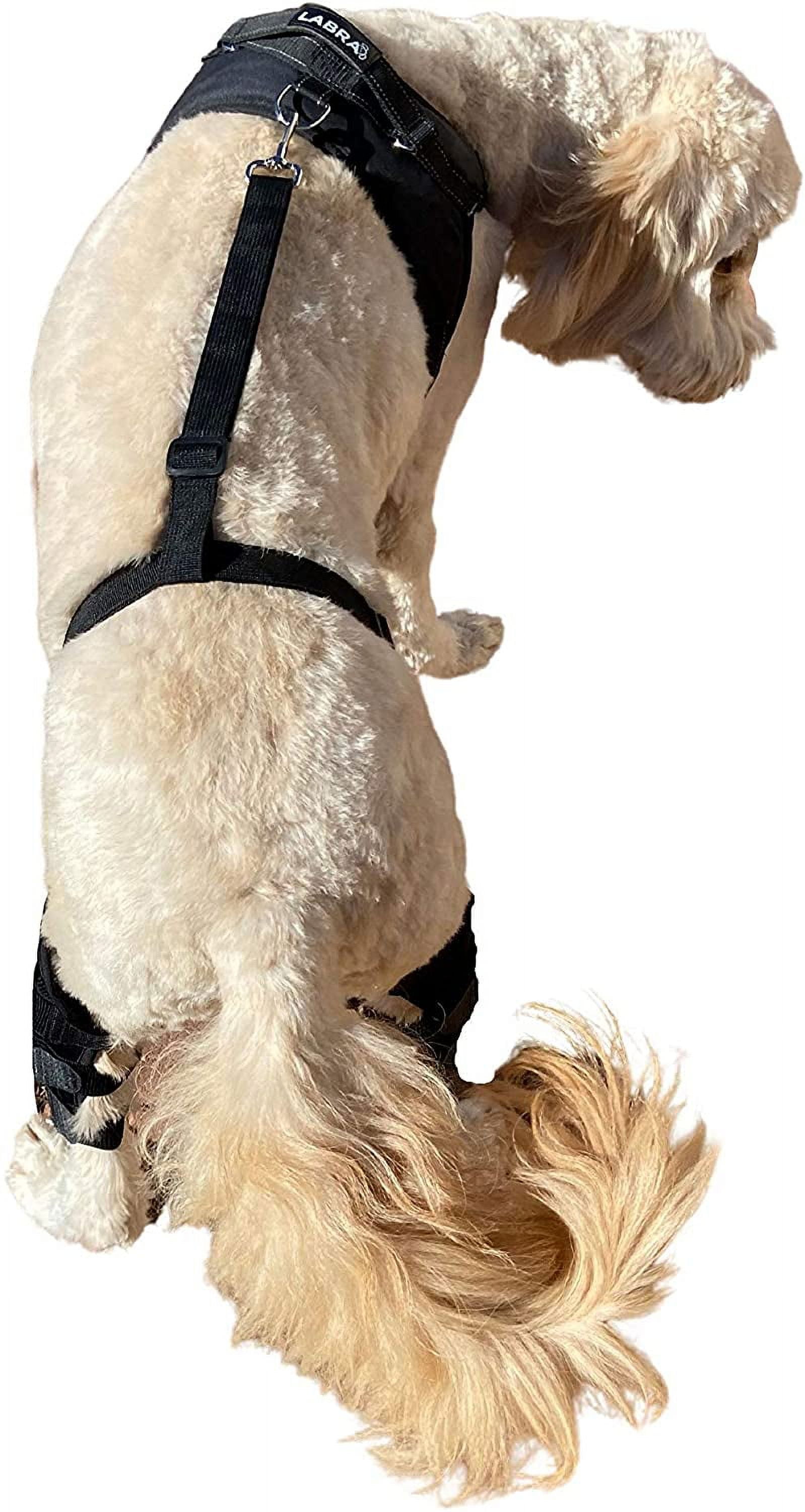 Dog leg brace 2025 for luxating patella