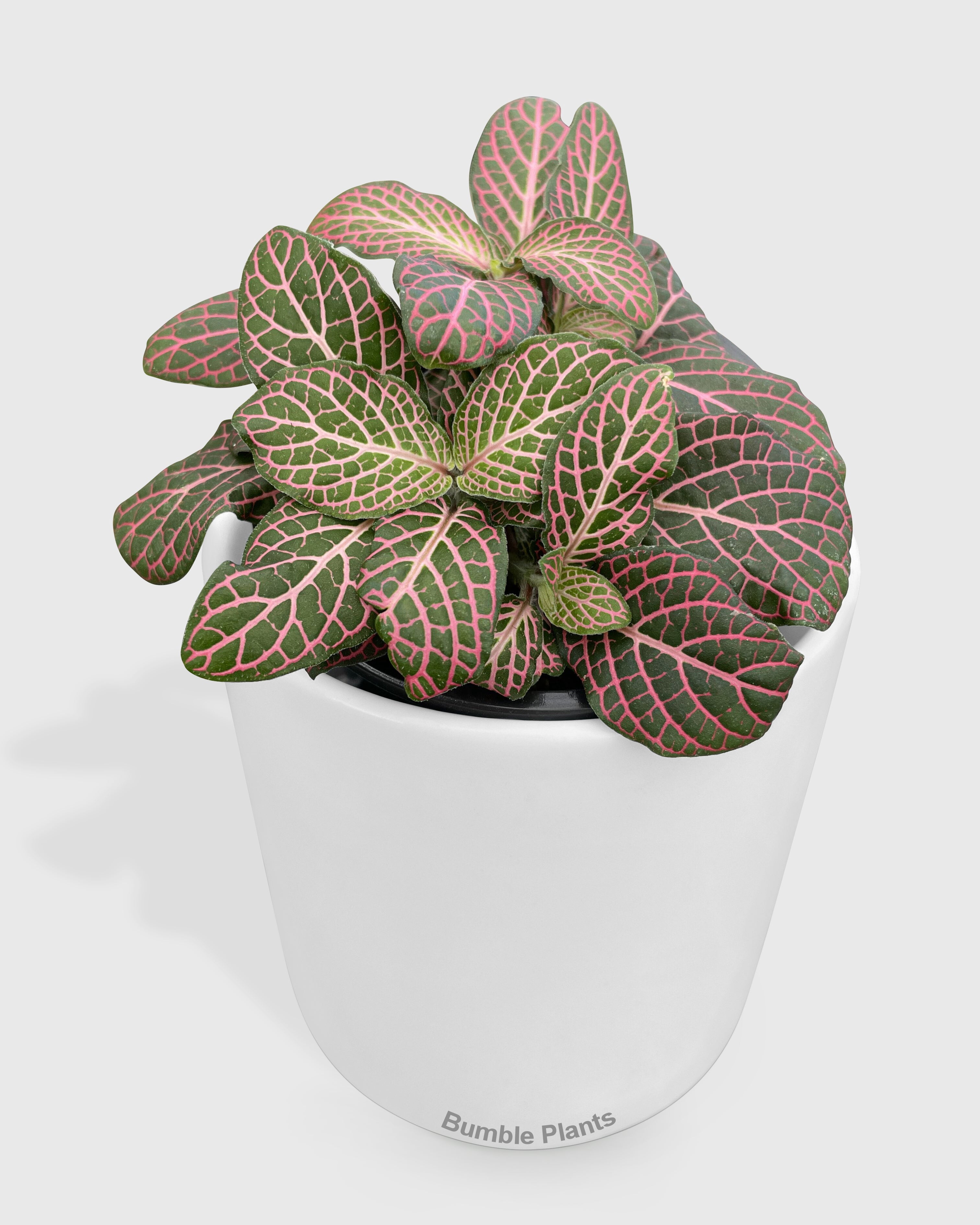 Fittonia 'Red Nerve Plant' - Live Air-Purifying Indoor Plant in Nursery Pot – Easy Care, Low Maintenance Houseplant for Home & Office Decor, Natural Air Cleaner, Best for Beginners