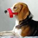 thumbnail image 3 of Máscara con correas ajustables para perros pequeños, bozal de nailon suave, ajustable, transpirable, para dejar de ladrar, suministro para perros, 3 of 4