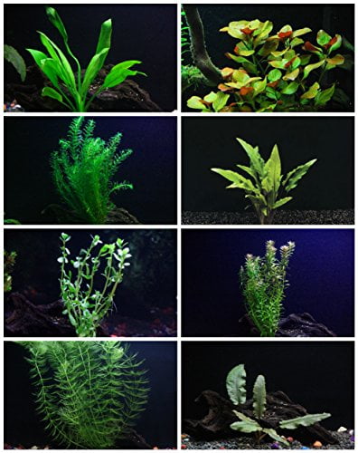 aquarium plant bundle
