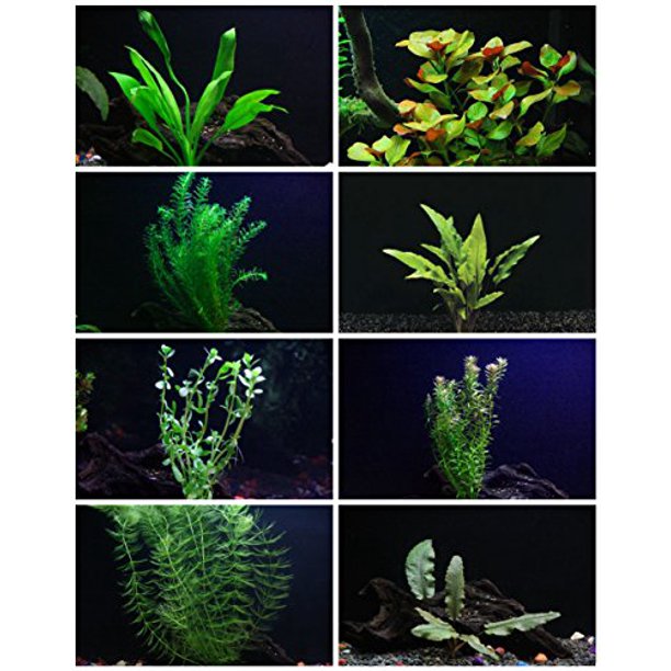 30+ Stem Aquarium Plants Bundle 8 Species Anacharis, Amazon, Rotala