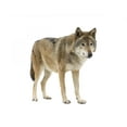 thumbnail image 2 of Young Wolf Staring Its Wall Decal by Wallmonkeys Peel and Stick Graphic (36 in H x 31 in W) WM13642, 2 of 4
