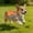 Orange, variant on Cooling Vest Harness Cooler Jacket with Adjustable Zipper Dog Cooling Vest Dog Harness Cooler Jacket , for Walking Dog, Outdoor Camping and Hunting Training.(S 13.8")
