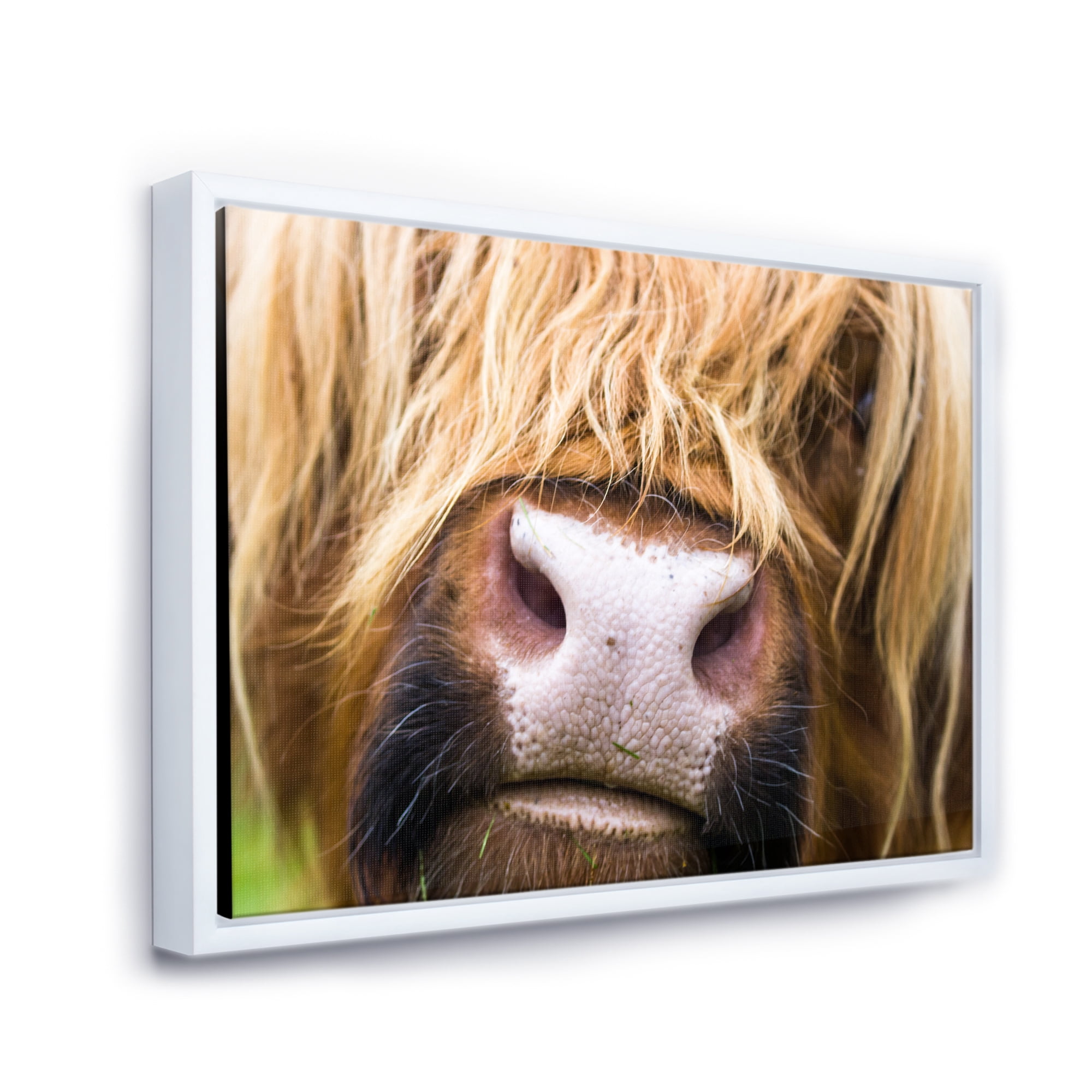 Close-Up Highland Cattle 20 in x 12 in Framed Photography Canvas Art Print, by Designart