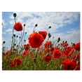 thumbnail image 2 of Bright Red Poppy Flowers Photo - Flower Artwork on Canvas, 2 of 3