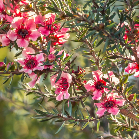 Pink Manuka Tea Tree Live Plant, New Zealand Leptospermum Shrub, Hardy Evergreen Garden Plant, 4-6 Inch Tall, No Pot