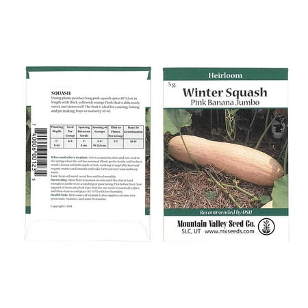 Sunburst Squash Seed - Pink Banana Jumbo Winter Squash Garden Seeds - 5 g Packet - Non-GMO, Heirloom - Vegetable Gardening Seed