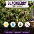 thumbnail image 2 of 2 Chester Blackberry Plants Live, Fruit Berry Bush, 4-7 Inch Tall, 2 of 5