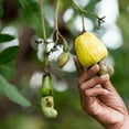 thumbnail image 2 of Yellow Cashew Tree Live Plant 5-8'' for Planting Outdoor, 2 of 5