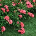 thumbnail image 4 of Coral Drift Rose (1 Gallon) Low-Growing Groundcover Deciduous Flowering Shrub - Full Sun Live Outdoor Plant, 4 of 7