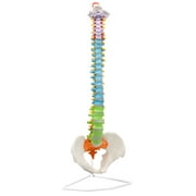 Flexible Human Spine & Pelvis Anatomical Model - Color-Coded Cervical, Thoracic & Lumbar Vertebrae - Life Sized, 31.5" Tall - Medical Quality