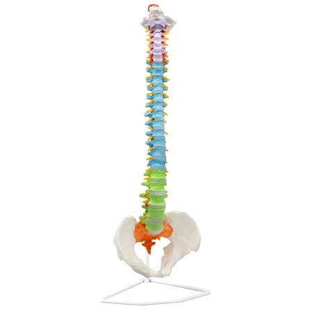 Flexible Human Spine & Pelvis Anatomical Model - Color-Coded Cervical, Thoracic & Lumbar Vertebrae - Life Sized, 31.5" Tall - Medical Quality