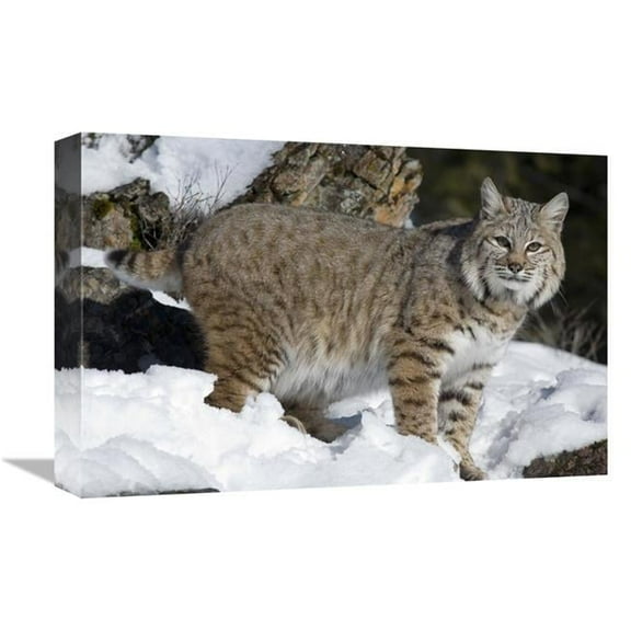 12 x 18 in. Bobcat in the Snow, Kalispell, Montana Art Print - Matthias Breiter
