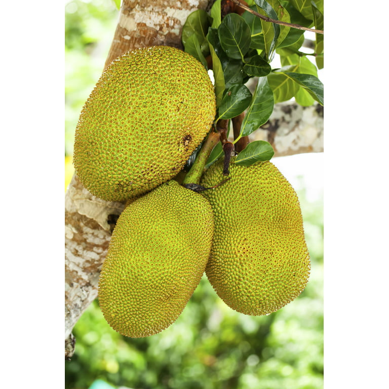 Live Superfoods Jackfruit, Organic, 8 oz - Walmart.com