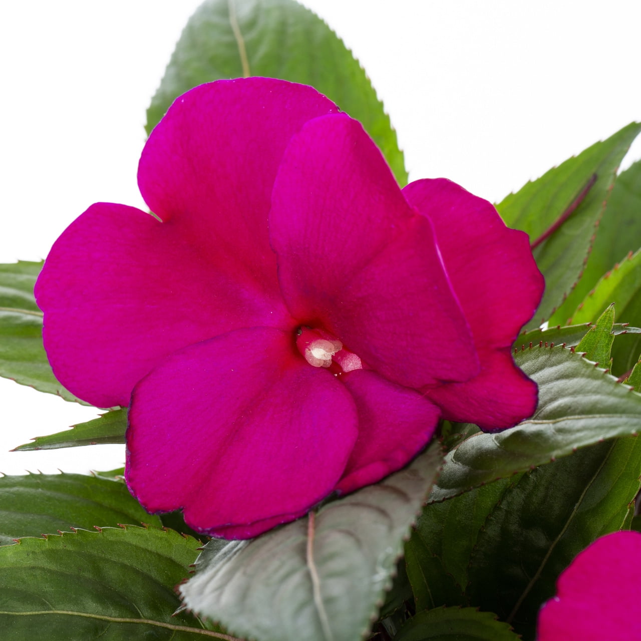 Better Homes & Gardens 1.5PT Purple New Guinea Impatiens Live Annual Plant Sun 5-Pack
