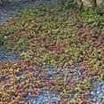 thumbnail image 4 of Sedum Stoloniferum Drought Resistant Stolon Stonecrop Ground Cover Plant Seeds - 2000 Seeds, 4 of 5