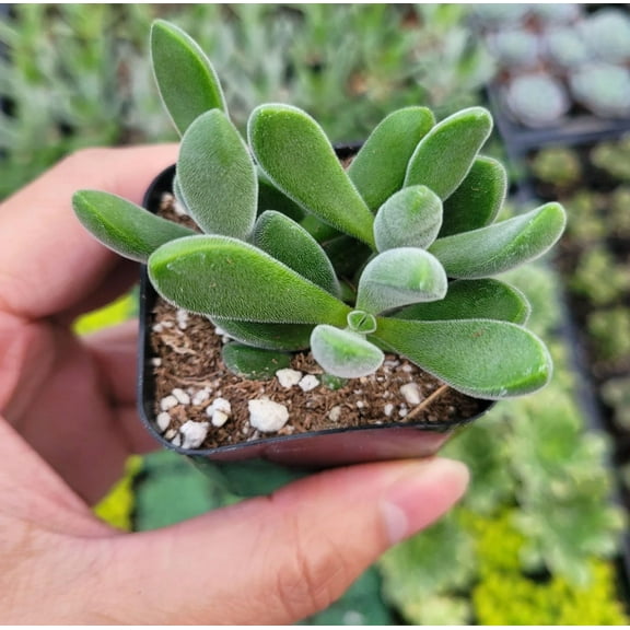 Crassula Congesta 'Green Beans' Succulent Live Plant 2 Inch for Indoor Outdoor Home Office Garden Decor