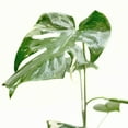thumbnail image 4 of Monstera 'Thai Constellation', 4" Pot, Indoor Houseplant, Easy Care, Live Plant for Indoor & Outdoor, 4 of 8